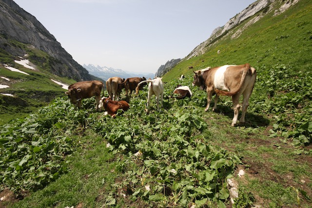 Alpstein 12